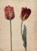 Georg Flegel Two Tulips painting